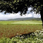 nature___Field Under Tree___Josipdol, Croatia.