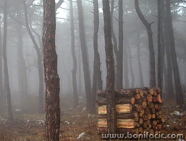 nature___Foggy Wood___Treskavac, Croatia.
