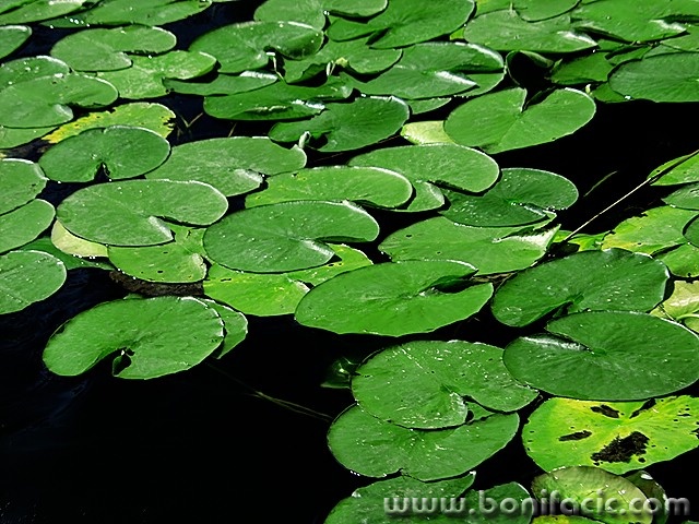 nature___Frogs Terrace___National Park Krka, Croatia.