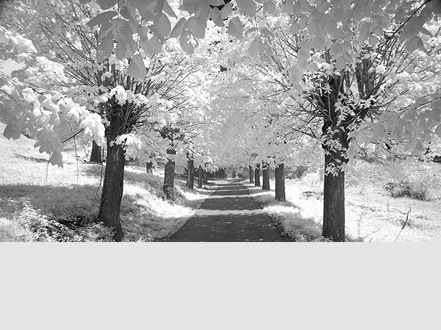 bw___No Chlorophyll___Modrus, Croatia.
