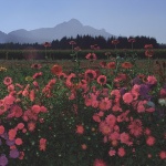 nature___Garden___Ostarije, Croatia.