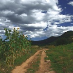 nature___Girasoles___Svica, Croatia.