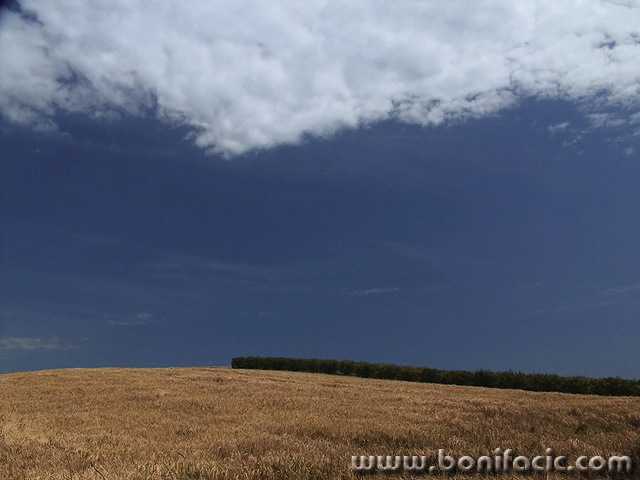 nature___Giant Caterpillar___Baranja, Croatia.