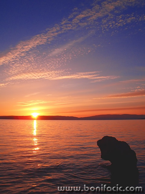 nature___Girasole___Punat, Croatia.