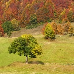 nature___Header___Begovo Razdolje, Croatia.