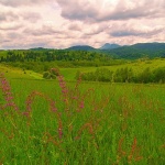 nature___Ikebana___Gomirje, Croatia.