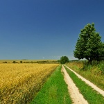 nature___Into Field___Baranja, Croatia.