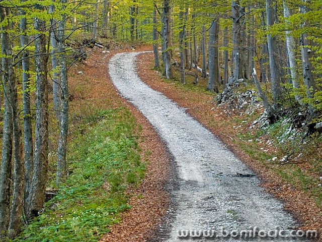 nature___Into Woodland___National Park Risnjak, Croatia.