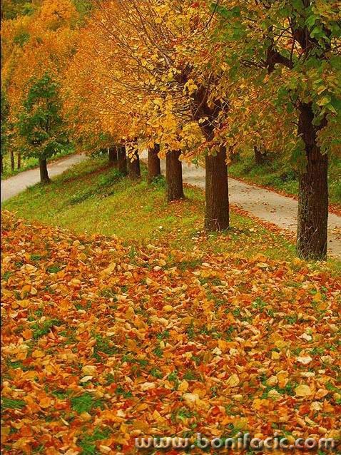 nature___Joined Roads___Modrus, Croatia.