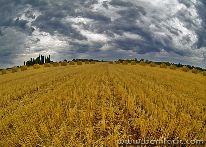 nature___Line Of Battle___Buje, Croatia.