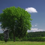 nature___Memorial Tree___Slovenia.