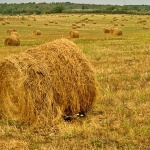 nature___Mine___Umag, Croatia.