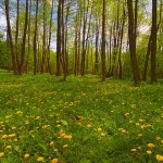 nature___Oasis___Cerovnik, Croatia.