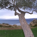 nature___Olive___Punat, Croatia.