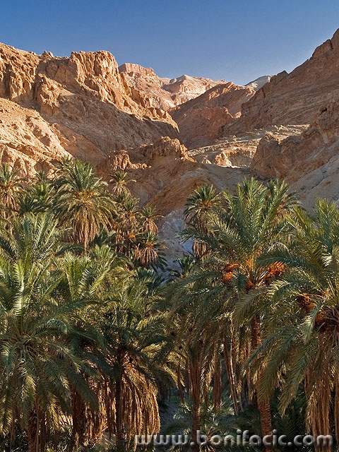 nature___Palm Rocks___Atlas, Tunisia.