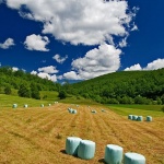 nature___Pasture___Ljubosina, Croatia.