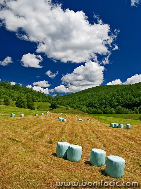 nature___Pasture___Ljubosina, Croatia.