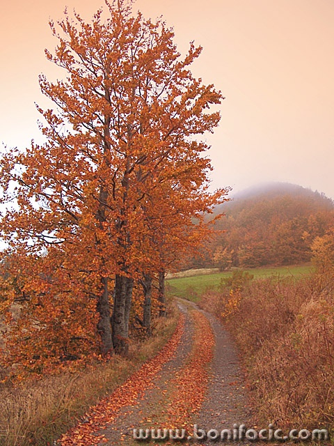 nature___Pathway___Bjelolasica, Croatia.