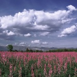 nature___Pink Field___Klimno, Croatia.