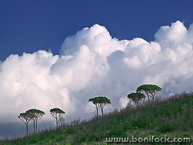 nature___Pines___Nature Park Prevlaka, Croatia.