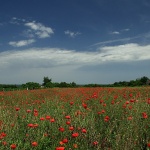 nature___Red Field___Baranja, Croatia.