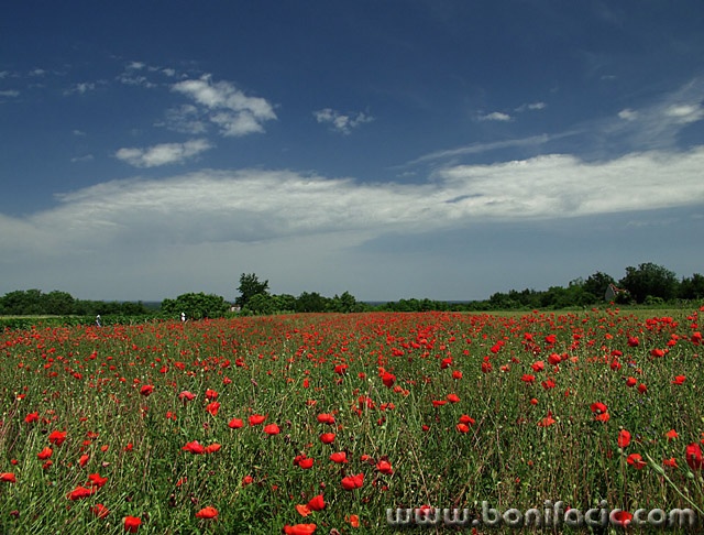 nature___Red Field___Baranja, Croatia.