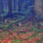 nature___Roots___Bjelolasica, Croatia.