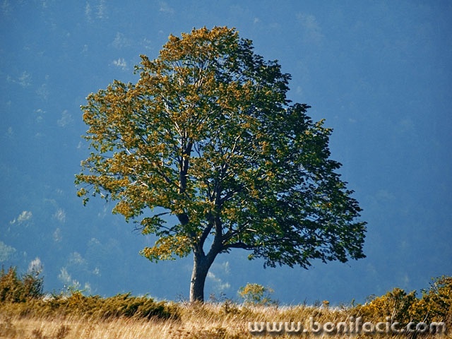 nature___Rhythm And Blues___Lic, Croatia.