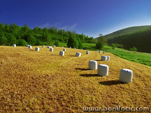 nature___Sabered Pasture___Ljubosina, Croatia.