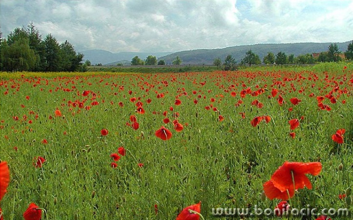 nature___Sea Of Love___Josipdol, Croatia.