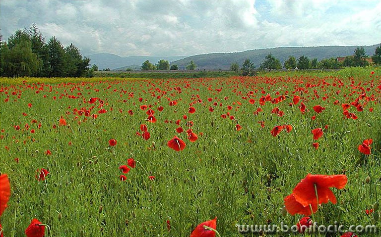 nature___Sea Of Love___Josipdol, Croatia.