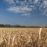 nature___Sheeps Above Pasture___Ostarije, Croatia.