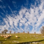 nature___Sheeps___Svica, Croatia.