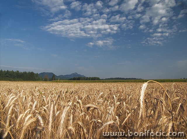 nature___Sheeps Above Pasture___Ostarije, Croatia.