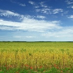 nature___Slavonija___Osijek, Croatia.