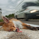 animals___Asphalt Jungle___Smrika, Croatia.