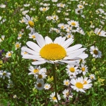 nature___Spring Annoucers___Gomirje, Croatia.