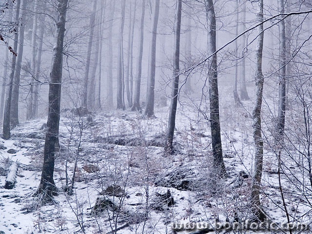nature___Snowy Wood___Lokve, Croatia.