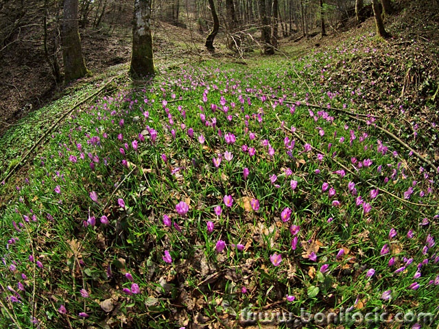 nature___Spring Messengers___Gorski Kotar, Croatia.
