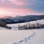 nature___Stray___Gomirje, Croatia.