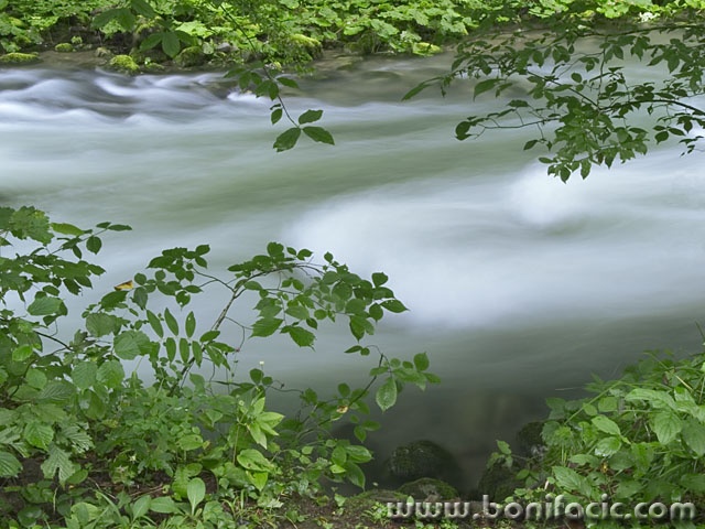 nature___Stream___Zeleni Vir, Croatia.