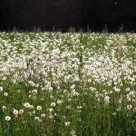 nature___Summer Morning___Lesce, Croatia.