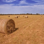 nature___Sunny Bales___Jastrebarsko, Croatia.