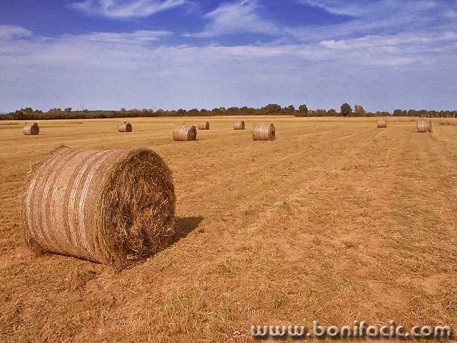 nature___Sunny Bales___Jastrebarsko, Croatia.