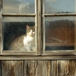 animals___Barn Cat___Ravna Gora, Croatia.