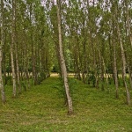 nature___Tilt Wood___Motovun, Croatia.