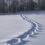 nature___Trace___Gomirje, Croatia.