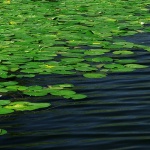 nature___Transverse___National Park Krka, Croatia.