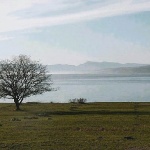 nature___Tree By The Sea___Punat, Croatia.
