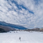 nature___Tree___Krasno, Croatia.